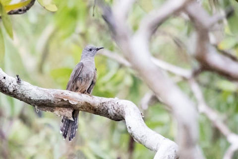Brush Cuckoo (Cacomantis variolosus)